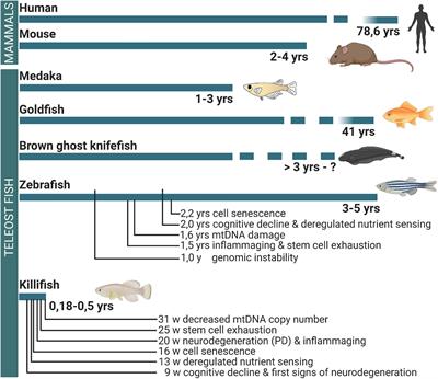 Modeling Neuroregeneration and Neurorepair in an Aging Context: The Power of a Teleost Model